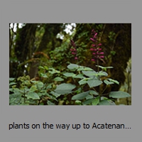 plants on the way up to Acatenango